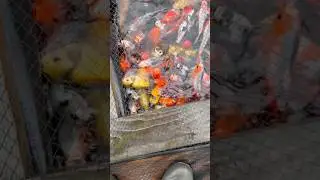 Koi Frenzy! #fish #japanese