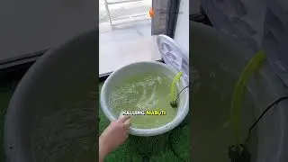 𝘕𝘰 𝘴𝘰𝘪𝘭? 𝘕𝘰 𝘱𝘳𝘰𝘣𝘭𝘦𝘮! 𝗣𝗮𝘁𝗮𝗯𝗮 𝘀𝗮 𝗛𝘆𝗱𝗿𝗼𝗽𝗼𝗻𝗶𝗰𝘀?