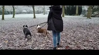 SQUIRREL! working on not chasing them (no need for an e-collar)
