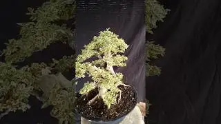 Bonsai Ligustrum Variegated 18.135