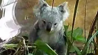 running koala
