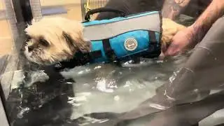 Johnny Depp doing underwater treadmill / aqua therapy for stage 5 ivdd physical therapy 