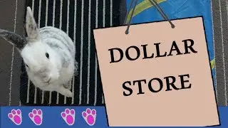 DOLLAR Store Haul for RABBITS