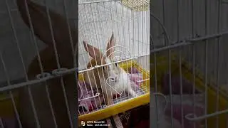 badmash tukku......inko pinjde ma Mt dalo....
