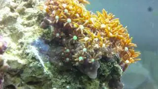 Nano Reef Aquarium in Stunning HD