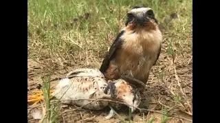 Training Tom,  the Collared Falconet to hunt 1