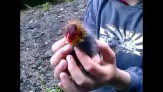 Weird Bird