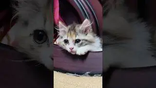 Zoya😍&hearts;️ #music #tamilsong  #cat #persiancat #catvideos #carshorts #trending #trendingshorts #tamil