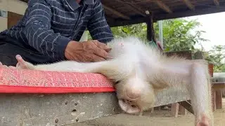 ASMR Deep Sleep | Zueii So Lazy She Can't Groom Grandpa All Time