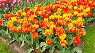 Keukenhof - Olanda