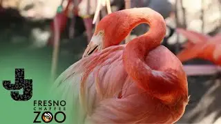 Zookeeper Builds Mud Nest With Flamingos
