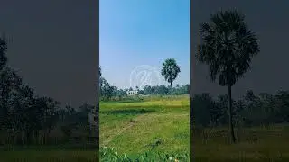 𝐏𝐮𝐫𝐞 𝐎𝟐 #music #song #cover #shortvideo #shotrs #shortsfeed #villagelife #nature #travel