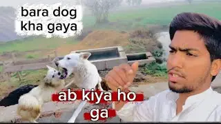  Shuba hi kam Fiting in dog live