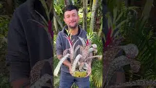 BILLBERGIA aff. FANTASIA #bromelia #bromeliads #plantas #jardim #orquidario #orquideas #orchid