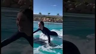 Swimming with Dolphins!🐬                 #dolphin #dolphins #animalshorts #ai