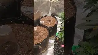 OG PLANT JANITOR TENT REPORT.