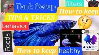 How to setup Betta fish Aquarium || How to care Betta fish in hindi || Betta fish care for beginners