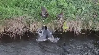 対決！Territorial Fight Team moorhen vs. team coot. Like a Sumo！バンとオオバンの大バトル！縄張り争い
