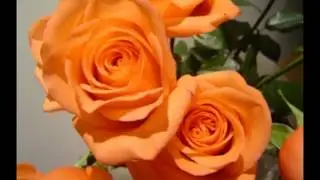 Tv Real Ilia Piperi Trendafili flete flete kendon Pano Jorgo dhe grupi i Sazeve