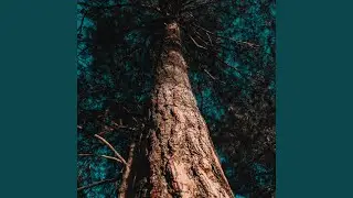 Xanthisma
