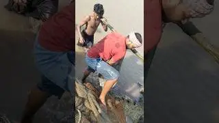 Fish Catching Video #fish#fishcatching#fishing#shorts