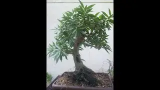 Three Narrow Leaf Ficus