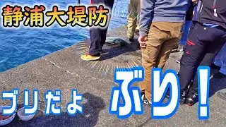 【静浦大堤防】騒然！ブリが釣れた？