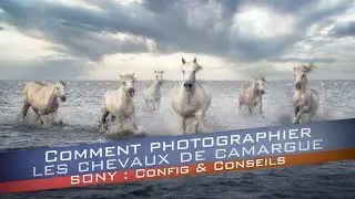 Comment photographier les chevaux de Camargue ? Configuration SONY & Conseils