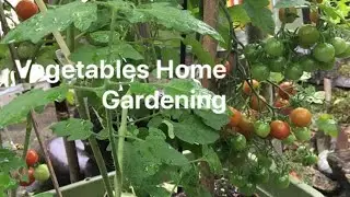 Vegetables Urban Garden Tour || front yard garden - Nadeth612