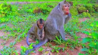 Monkey Mother With Baby Living | Ellen With Baby Evelyn