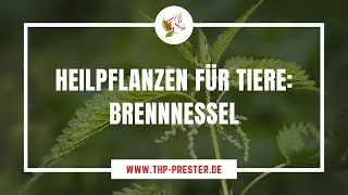 Heilpflanzen f&uuml;r Tiere: Brennnessel