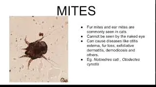 G7 Ectoparasites Control