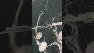 is this pink ribbon or jellyfish? #trend #jellyfish #magic #trending #mermaidwaves #beachy #viralvid