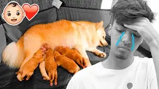 Uno de los Nuevos BEBES Cachorros esta Muy Enfermo... *LLORAMOS*