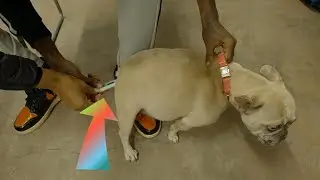 How To Check Pregnant French Bulldog Temperature (Tutorial)