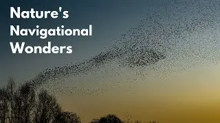 How Animals Use the Earth's Magnetic Field for Navigation