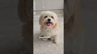 100 тысяч&hellip; вы можете мне помочь? 🐾