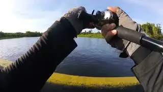 Papuan Black Bass brutal strike