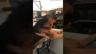 German shepherd spying on his neighbor with raised hackles