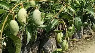 Baramasi Mango Plant (All time mango) Call -8926100200