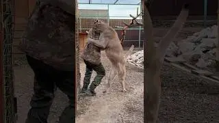 Puma Braige knocked Anton down for the first time!!!  #animals #braige #cat
