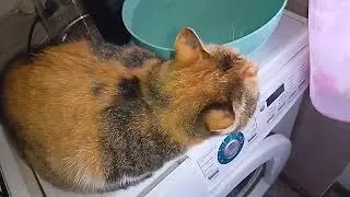 КАЖДЫЙ ЗАНЯТ СВОИМ ДЕЛОМ!😺🥰РАССКАЗ ИЗ ПРОШЛОГО?🙀👀
