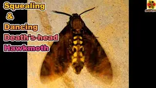 Squealing & Dancing Death&rsquo;s-head Hawkmoth. Death&rsquo;s-head Hawkmoth. HAWKMOTH. MOTH. HAWK MOTH. SQUEALS