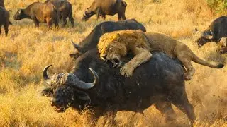 Lion vs Buffalo &ndash; Africa&rsquo;s Most Dangerous Hunt | Ultimate Wildlife Documentary lion hunting buffalos