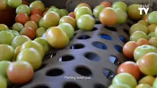 Jual Tomato Pun Boleh Kaya    #ECER #TransformasiBerterusanRakyatSejahtera 1643820965664661
