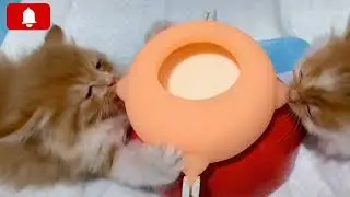 Baby Kittens Feeding Milk 🥛 From Artificial Nipples