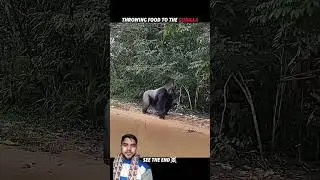 lion 🦁 Gorilla 🦍 eagle 🦅 meet 😍 #funny #monkey #animals #zoo #wildlife wildlifeentertainment