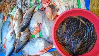 मछली बाजार मिर्चाई बाड़ी चौक |Cheapest Fish Market In Kolkata #fishmarket 