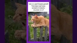 #смех #юмор #прикол #мем