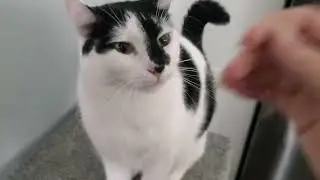 True cow cat behavior